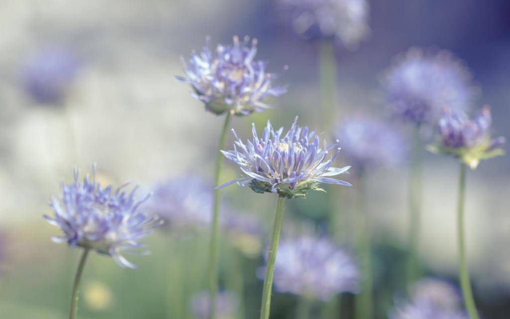 花开花落花无悔，缘来缘去缘如水——一首歌的启示与人生感悟